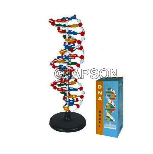 DNA Structure Model, Plastic Assembly Kit, Deluxe DNA Structure Model, Plastic Assembly Kit, Deluxe